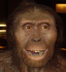 australopithecus_afarensis_new.jpg